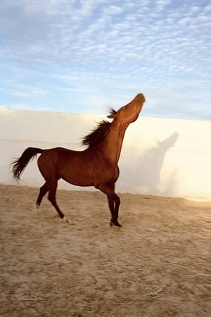 Untitled (from the series Horse)