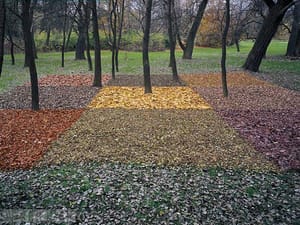 Lesní koberec pro náhodného houbaře IV