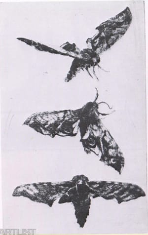 Owlet Moths I