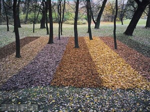 Lesní koberec pro náhodného houbaře VI