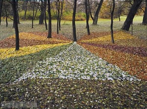Lesní koberec pro náhodného houbaře II