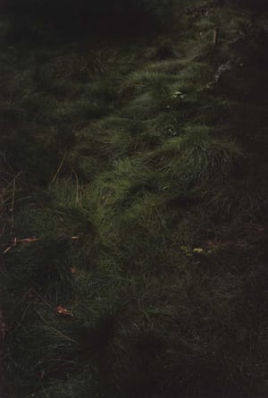 Untitled (Grass Path) (from the series Forest)