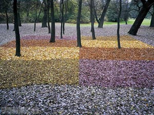 Lesní koberec pro náhodného houbaře VII