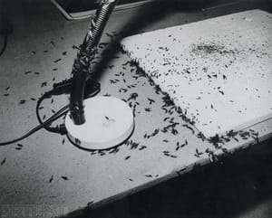 Okřídlení mravenci na mém stole, Benice 1988