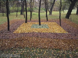 Lesní koberec pro náhodného houbaře I