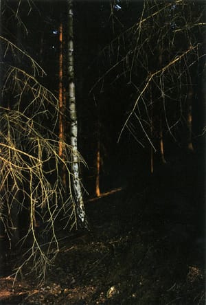Untitled (Black Light) (from the series Forest)