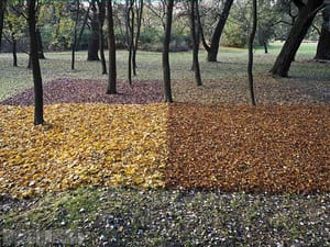 Lesní koberec pro náhodného houbaře V